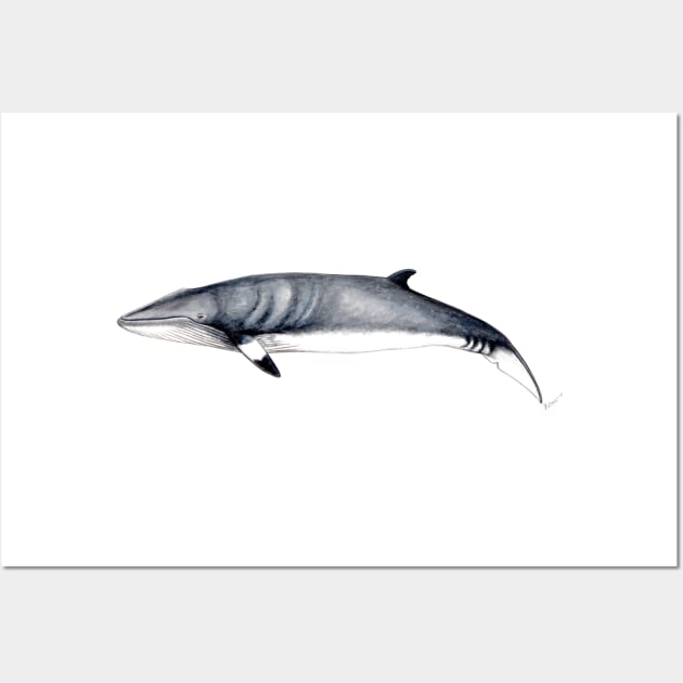 Minke whale Wall Art by chloeyzoard